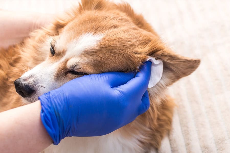 Grooming for a Healthier Coat and Skin