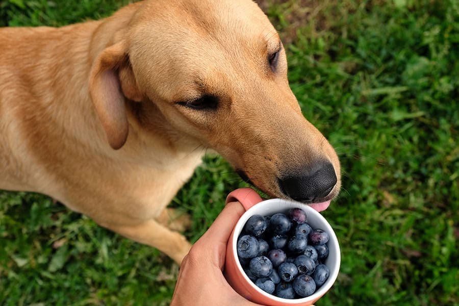 Improve their Diet and Nutrition